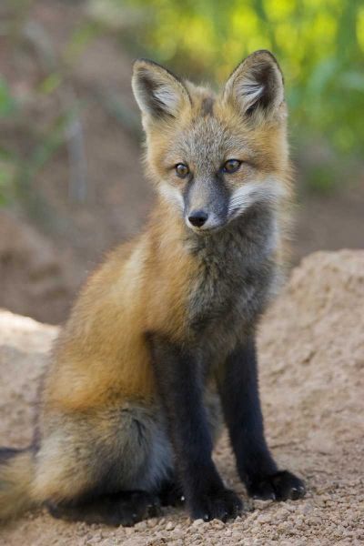 Colorado, Pike NF Red fox kit near den site